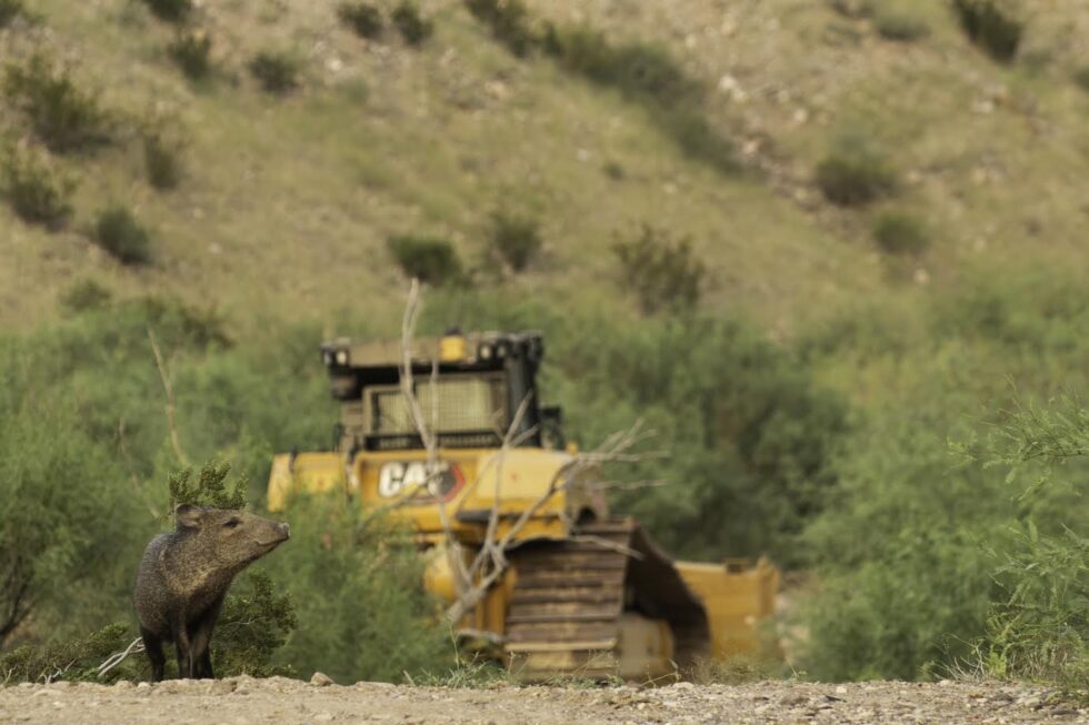 A javelina looks over an area where bulldozers have begun clearing land at Bend National Park. Photo by Natalie Newman